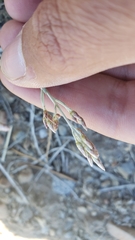 Antennaria rosea rosea