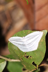 Acropteris rectinervata