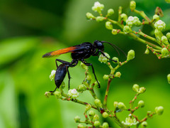 Sphex diabolicus