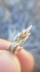 Antennaria rosea rosea