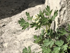 Corydalis capnoides