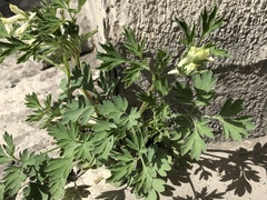 Corydalis capnoides