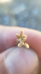 Antennaria rosea rosea
