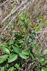 Anacardiaceae