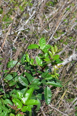 Anacardiaceae
