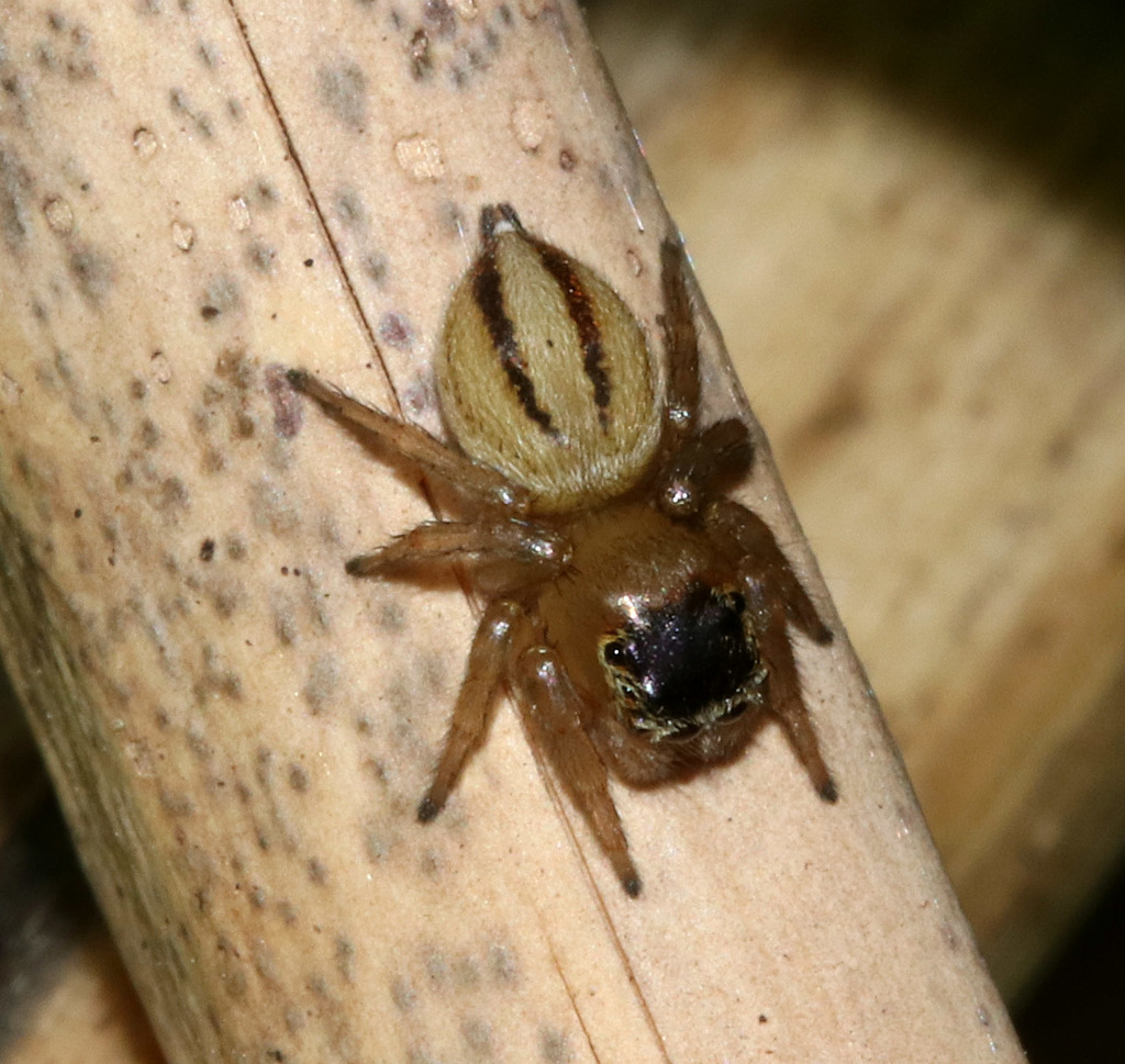 White Garland House Hopper in September 2018 by juliegraham173 · iNaturalist