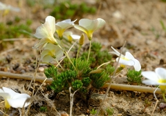 Oxalis furcillata