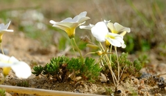 Oxalis furcillata