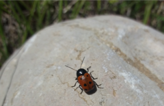 Cryptocephalus primarius