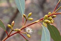 Eucalyptus dumosa