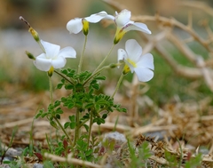 Oxalis campylorrhiza