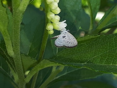 Zizula hylax pygmaea