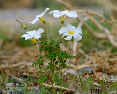 Oxalis campylorrhiza