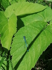 Coenagrion puella