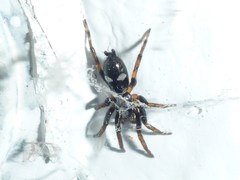 Sergiolus