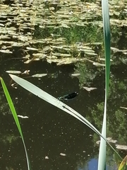 Calopteryx splendens