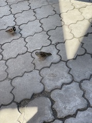 Passer domesticus