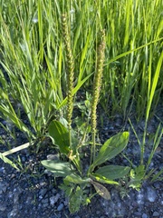 Plantago major