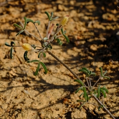 Oxalis reclinata