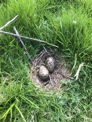 Haematopus ostralegus