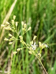Silene wolgensis
