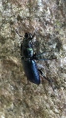 Platycerus caprea