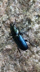 Platycerus caprea