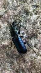 Platycerus caprea