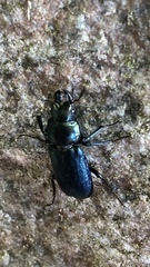 Platycerus caprea