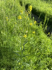 Erysimum cheiranthoides