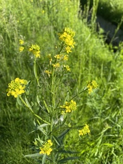 Erysimum cheiranthoides