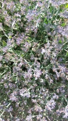 Nepeta parviflora