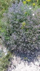 Nepeta parviflora