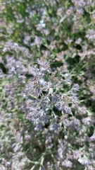 Nepeta parviflora
