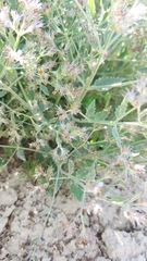 Nepeta parviflora