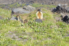 Marmota camtschatica