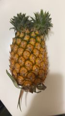 Ananas comosus