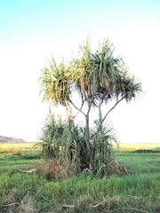 Pandanus spiralis