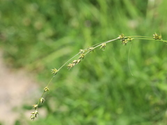 Carex divulsa divulsa