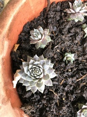 Semperviveae