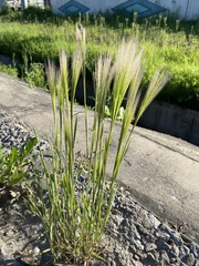 Hordeum jubatum