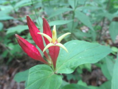 Spigelia marilandica