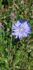 Cichorium intybus