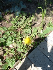 Taraxacum officinale
