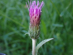 Cirsium dissectum