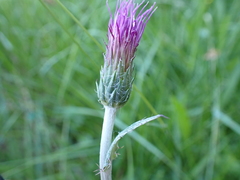 Cirsium dissectum