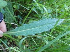 Cirsium dissectum