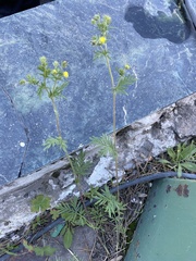 Potentilla