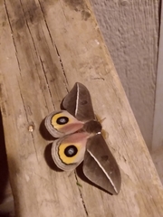Automeris zephyria
