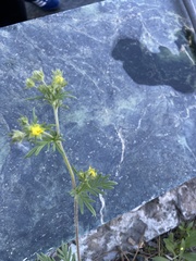 Potentilla